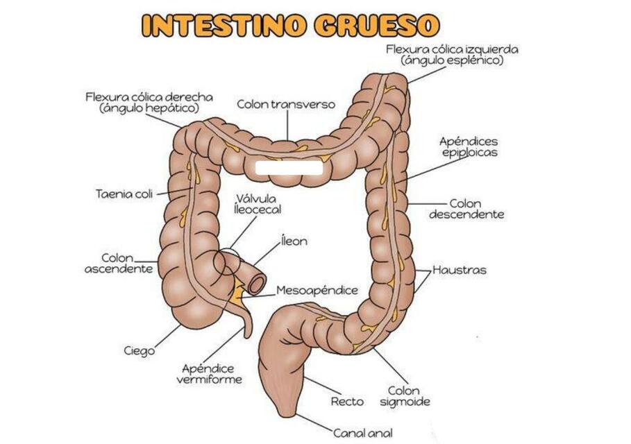 Intestino grueso | Apuntes | uDocz