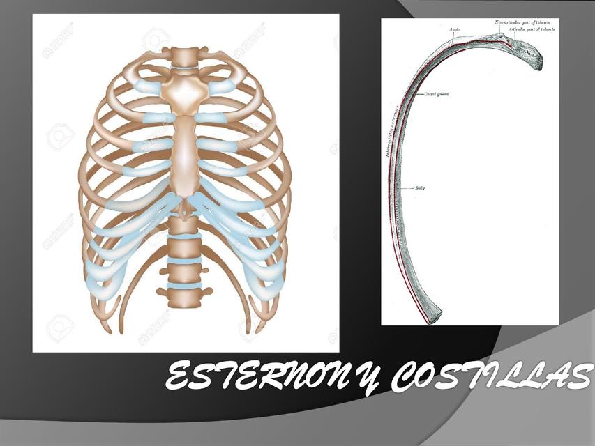 HUESOS DE LA CAJA TORACCICA