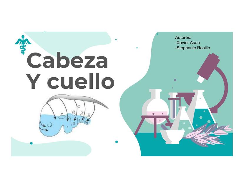 CABEZA Y CUELLO EMBRIOLOGÍA