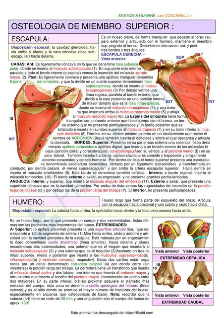 OSTEOLOGIA DE MIEMBRO SUPERIOR