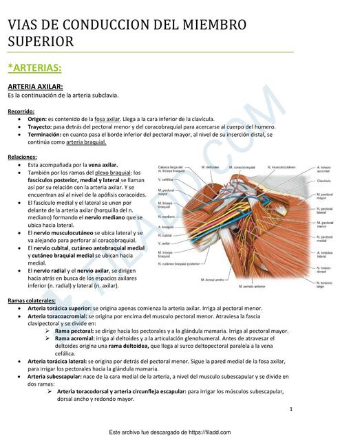 Vías de conducción del miembro superior 