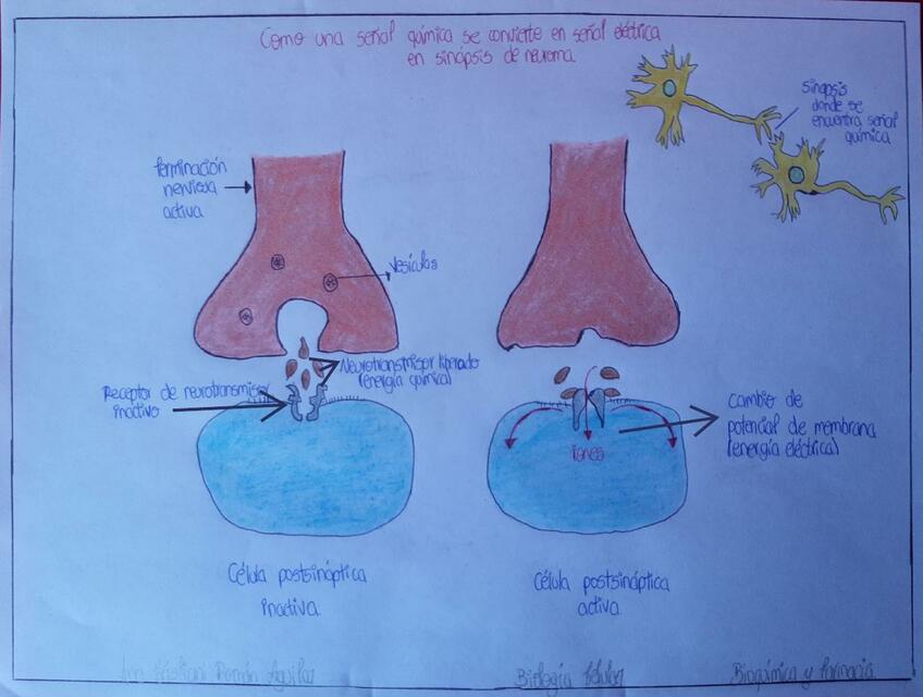 Señal química a eléctrica