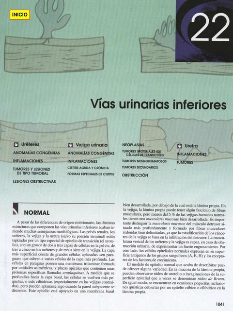  Vías urinarias inferiores