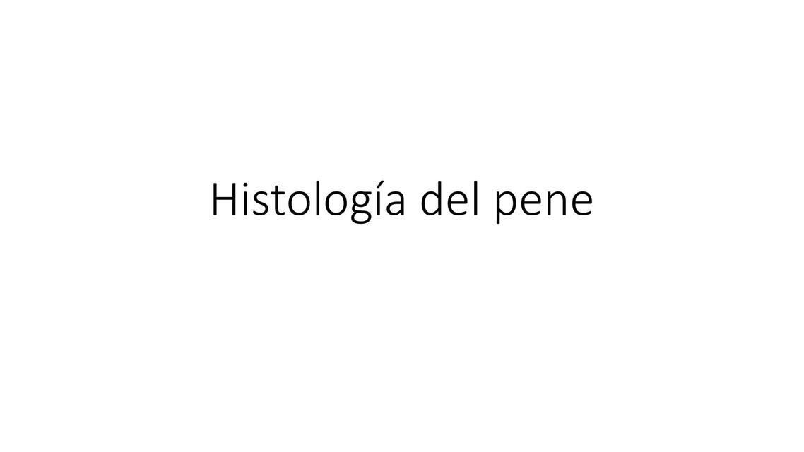 Histología del pene