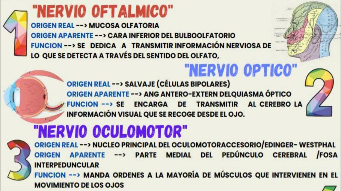 Nervio oftalmico 