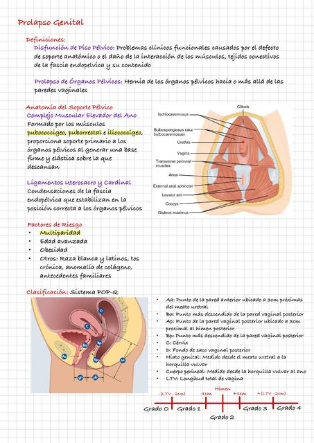 Prolapso Genital