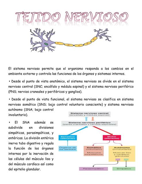 TEJIDO NERVIOSO