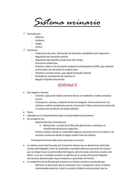 Sistema urinario (histología) 