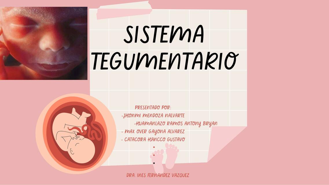 Sistema tagumentario embriologia | jhonmi nalvarte | uDocz