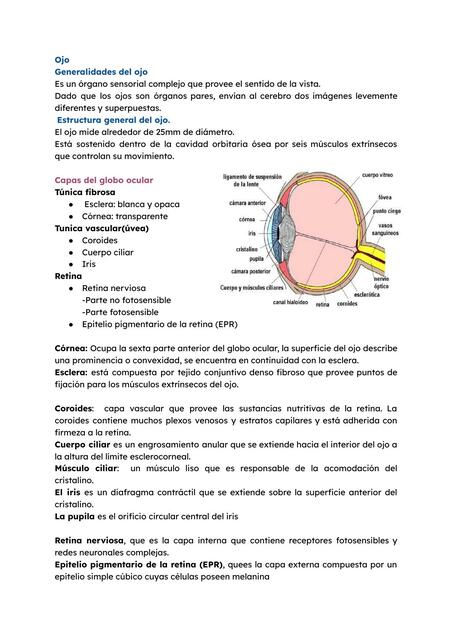 Ojo Histologia de Ross