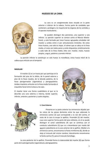 ANATOMIA DE CARA