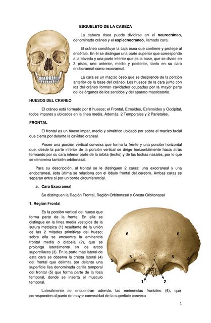 ANATOMIA DE CRANEO