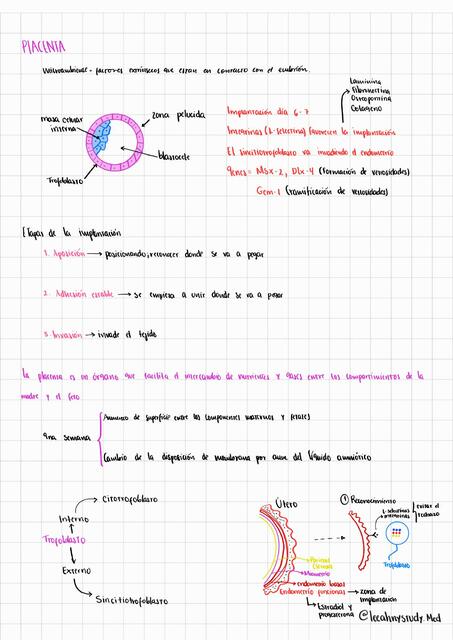 Placenta