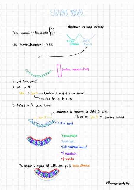 Sistema genital