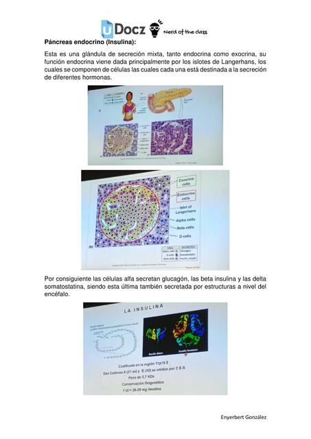 Páncreas endocrino Insulina