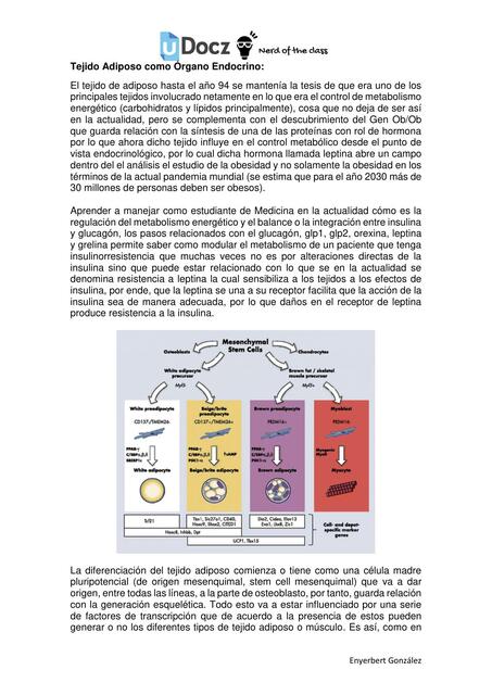 Tejido Adiposo como Órgano Endocrino