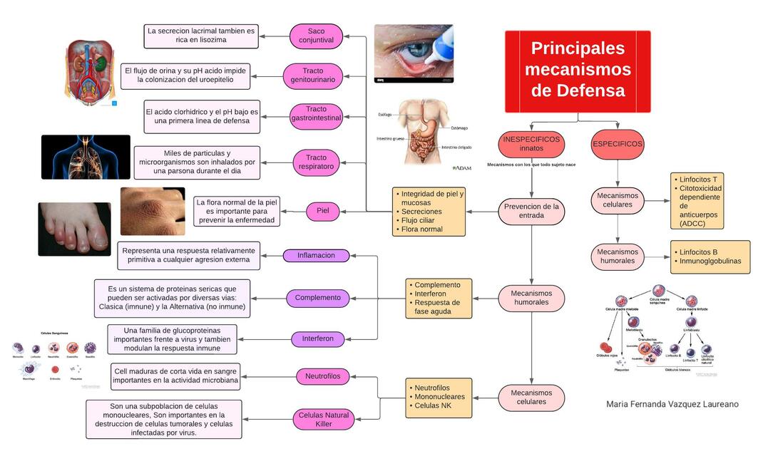 MECANISMOS DE DEFENSA