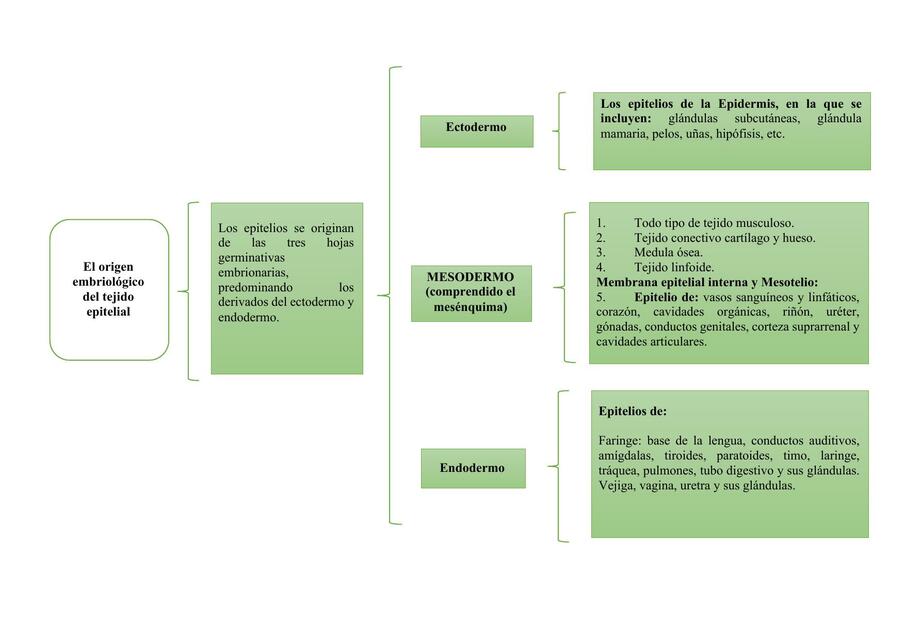 Origen del epitelio