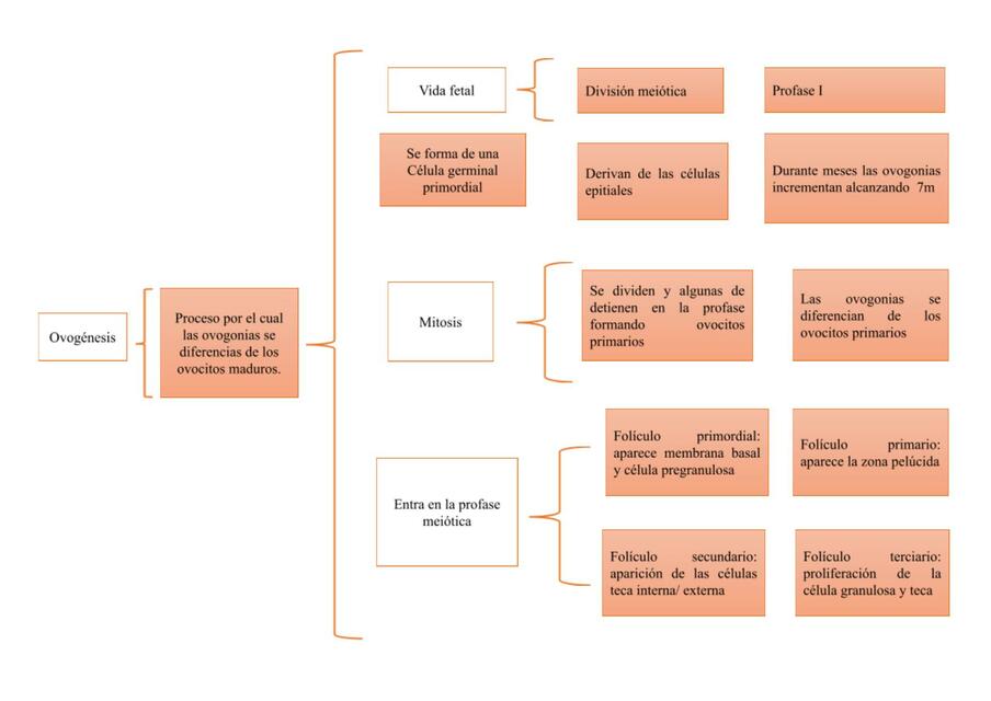 Ovogénesis y espermatogénesis 