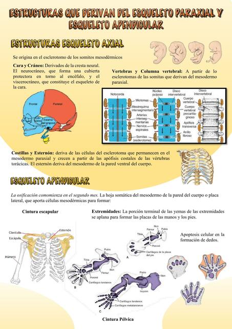 Esqueleto axial y apendicular