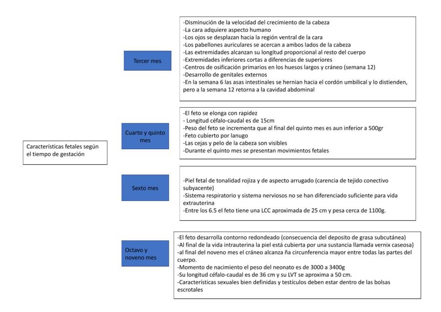 Caracteristicas fetales segun el mes de gestación