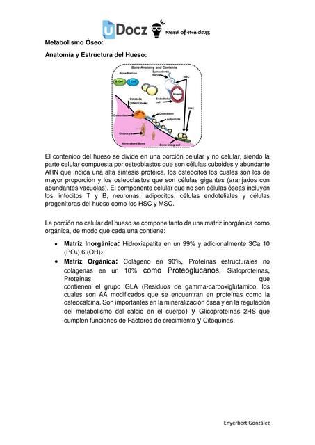 Metabolismo Óseo