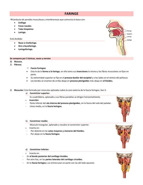 Resumen faringe