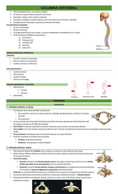 Columna vertebral 