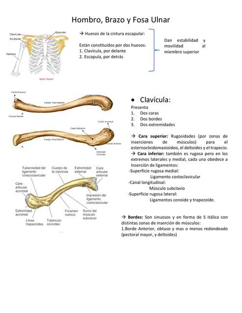 Hombro brazo y fosa ulnar