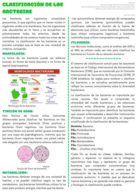 Clasificación de las bacterias