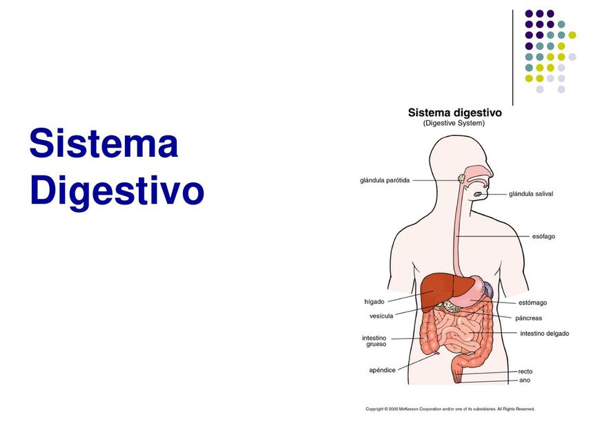 Sistema Digestivo