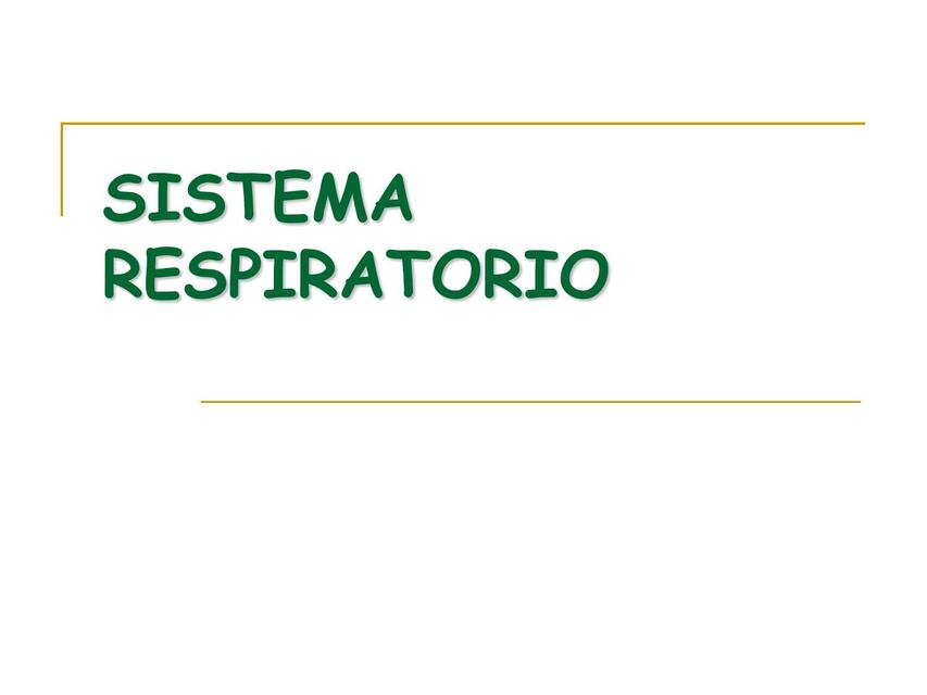 Sistema respiratorio