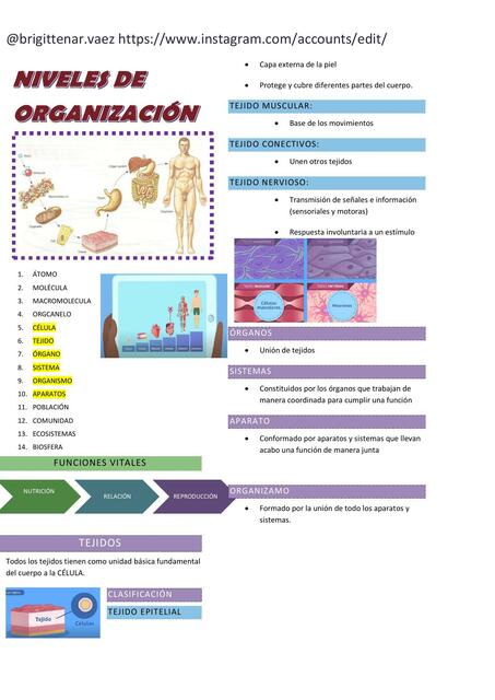 Niveles de organización