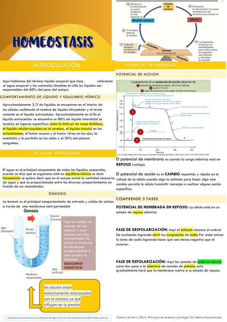 Homeostasis- osmosis potencial de acción