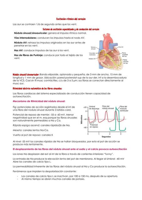 Excitación rítmica del corazón