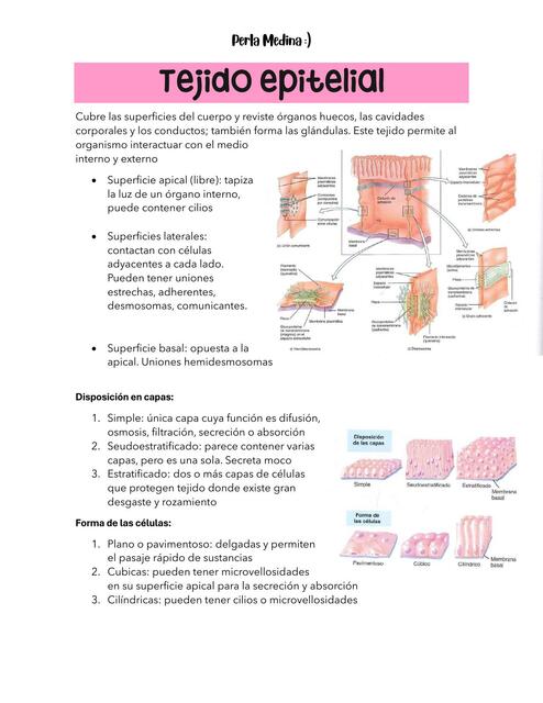 Tejido Epitelial