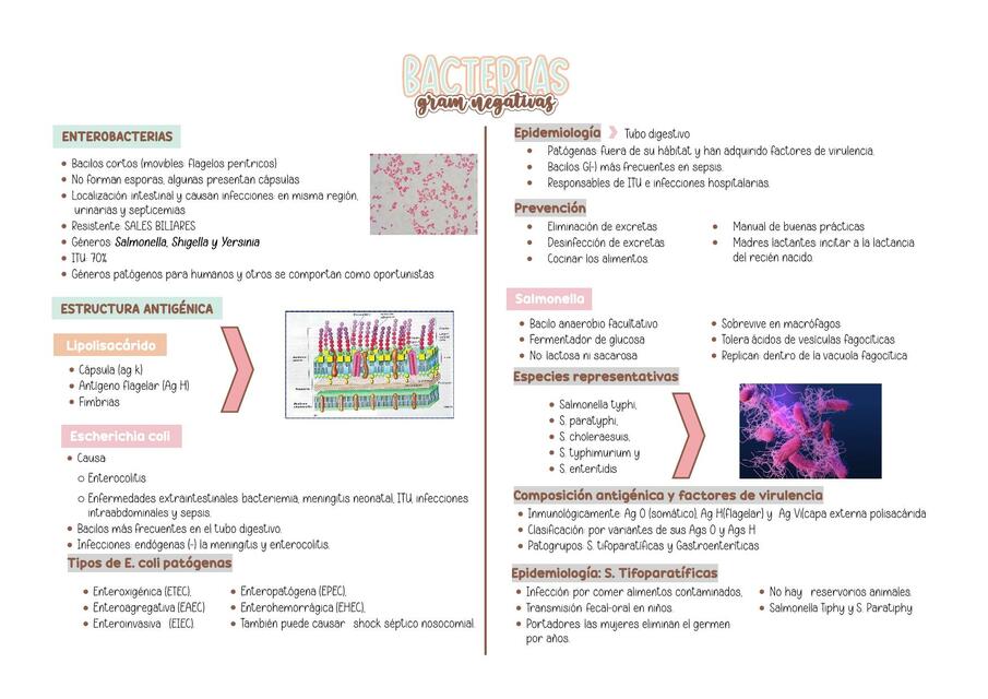 Bacterias Gram negativas 