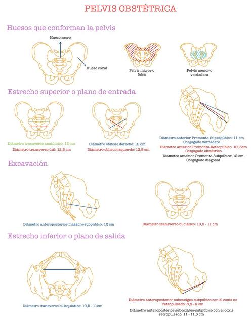 Pelvis obstétrica