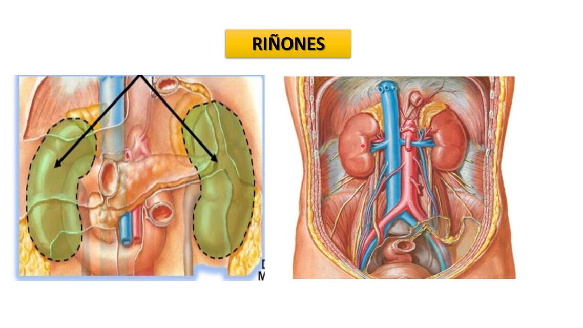 anatomia riñonn