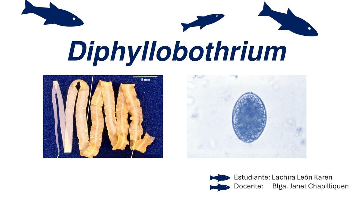 Diphyllobothrium TRBJ KAREN