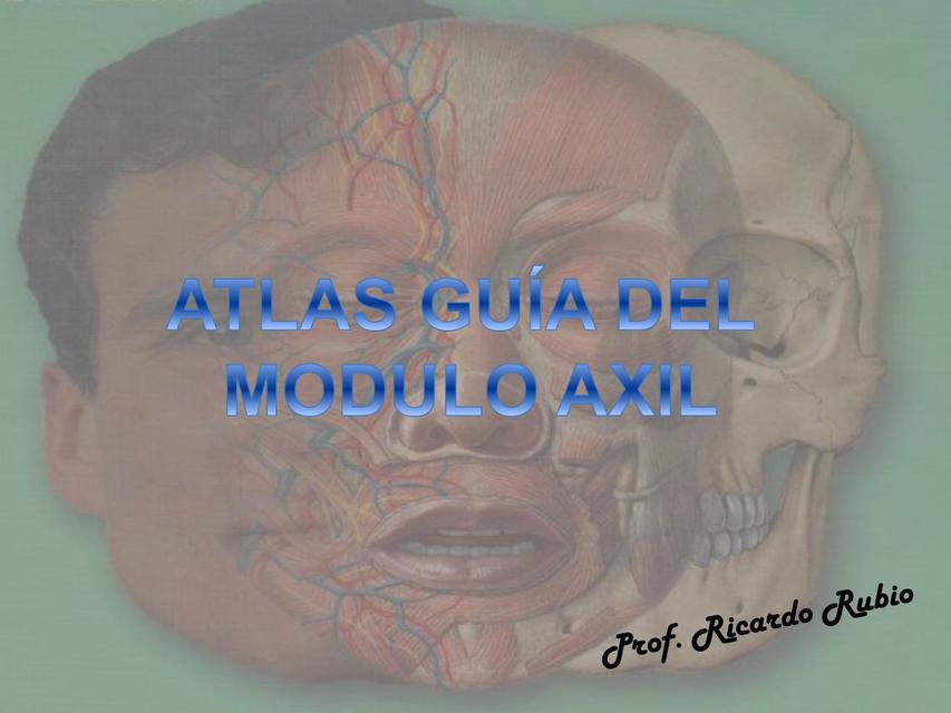 Atlas guia modulo axil Topografia y Músculos