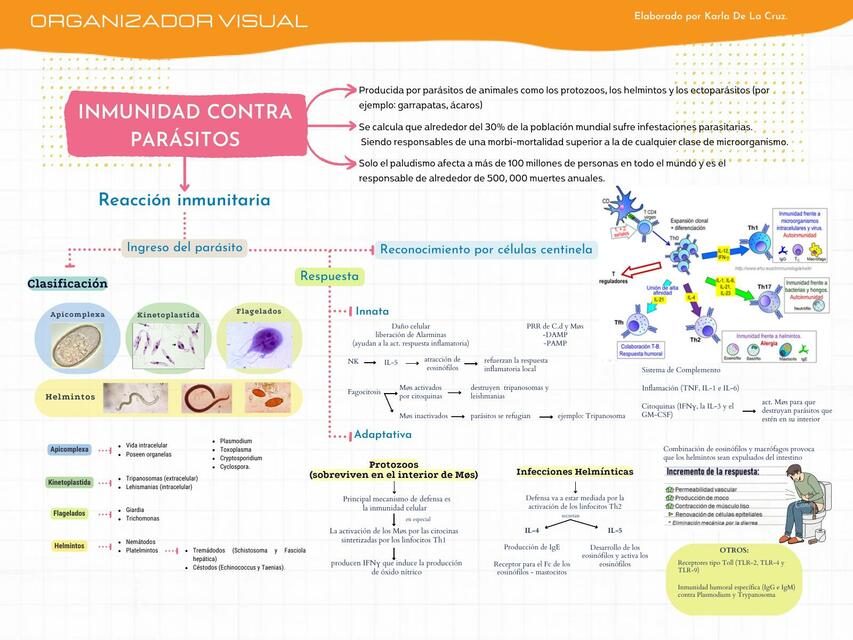 Organizador Visual Sesión 8