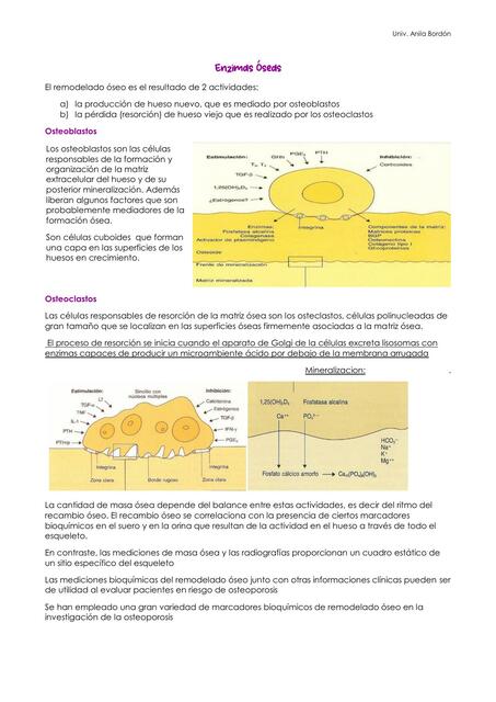 Enzimas Óseas