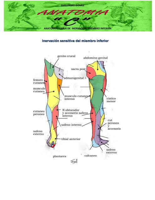 ANATOMIA TABLA DE INERVACION DE MIEMBRO INFERIOR