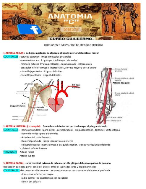 ANATO C IRRIGACION E INERVACION DE MIEMBRO SUPERIO