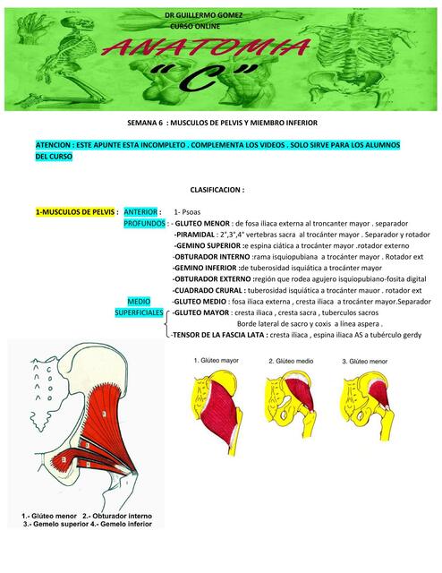 SEMANA 6 MUSCULOS DE PELVIS Y MIEMBRO INFERIOR 2