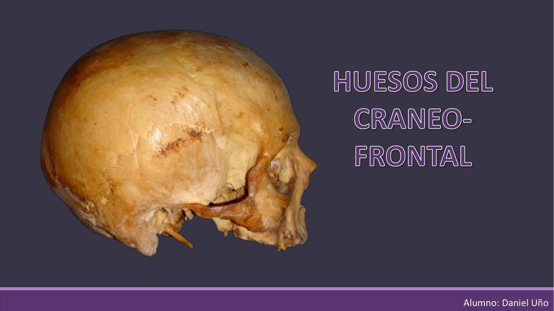 2 HUESOS CRANEO FRONTAL