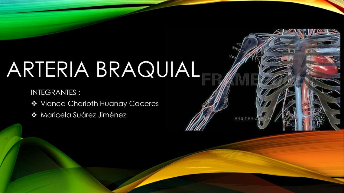 ARTERIA BRAQUIAL