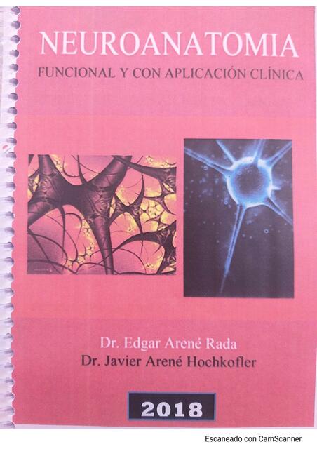 arene neuroanatomia