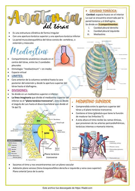 anatomia de torax